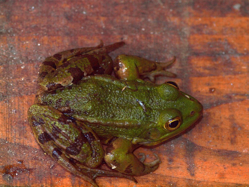 Ranocchia - Pelophylax sp.